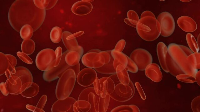Red blood cells flowing in an artery. 3d video