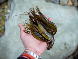 Raw shrimps. Fresh prawns. Hokkai shrimps. Pink shrimp. Sushi and japanese cuisine. Sea food photography. Wild shrimp. Sakhalin sea food. Prawn farm.. Man holding bunch of shrimps in his hand. 