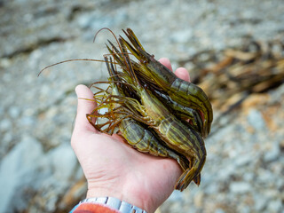 Raw shrimps. Fresh prawns. Hokkai shrimps. Pink shrimp. Sushi and japanese cuisine. Sea food photography. Wild shrimp. Sakhalin sea food. Prawn farm.. Man holding bunch of shrimps in his hand. 