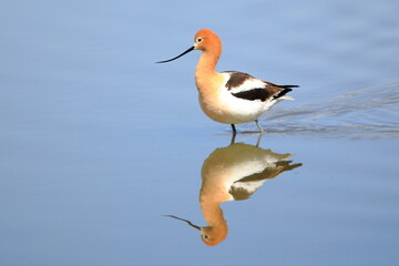 American Avocet wading in river with reflection - 433353602