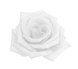 Pink rose head flower isolated on white background, soft focus and clipping path