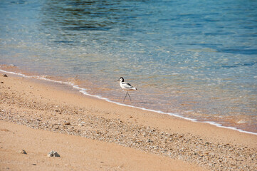 An elegant Avocet migratory bird walking on the water's edge on a sunny day at Mimikiri beach. Iriomote Island.