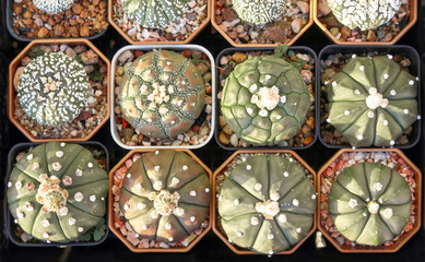 Astrophytum asterias ekubo cactus top view