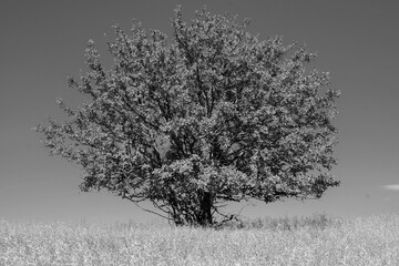 Black and white tree