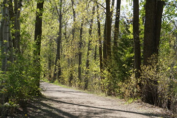 A Trail in the park