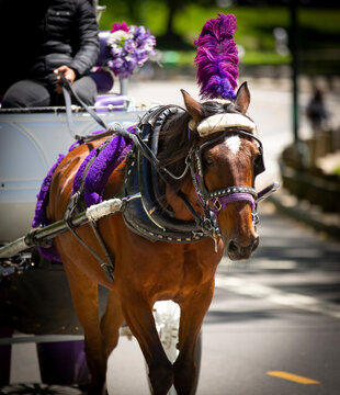 View Of A Horse On A Carriage In Central Park, New York