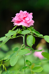 An Attractive Pink Rose