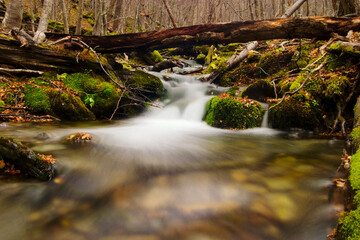 Patagonian Forest, moss growing, Tierra del Fuego National Park, Argentina