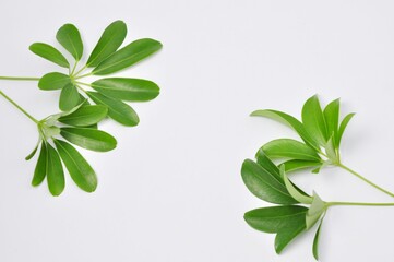 green leaves Schefflera tree on white background.