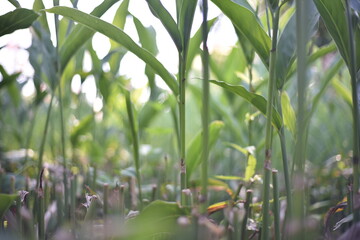 The galangal stems and galangal leaves are green, suitable for use in pictures. By blurring the background