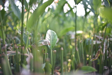 The galangal stems and galangal leaves are green, suitable for use in pictures. By blurring the background