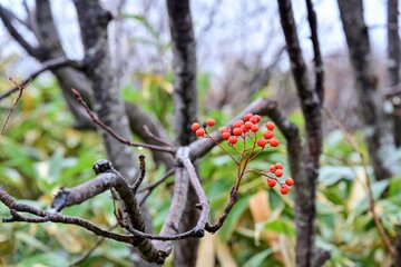 地獄沼付近で見た霧雨に濡れたナナカマドの実＠酸ヶ湯、青森