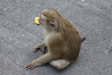 Wild macaques monkeys beside the street are eating coin. 