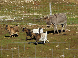 Donkey and domestic goats on the morning sun in the Zoo Juraparc Vallorbe - Canton of Vaud,...