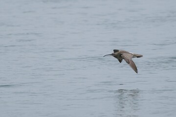 Fototapeta na wymiar 川面の上を優雅に飛ぶチュウシャクシギ