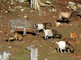 Donkey and domestic goats on the morning sun in the Zoo Juraparc Vallorbe - Canton of Vaud,...