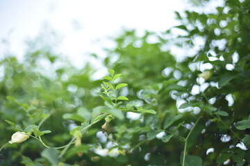 Green bokeh background image from the early morning garden with the sunlight.