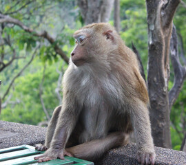 Wild macaques monkeys beside the street are eating coin. 