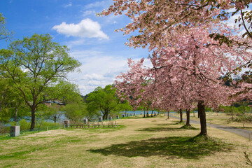 Naklejka premium 白川湖の八重桜（山形県・飯豊町）