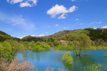白川湖の水没林（山形県・飯豊町）