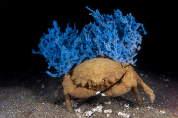 De Haan's Sponge Crab (Lauridromia dehaani) on a walk during a night dive near Anilao, Batangas,...
