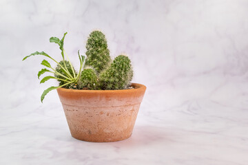 Cactus planted in a pot of soil Marble texture background