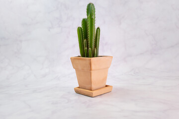 Cactus planted in a pot of soil Marble texture background