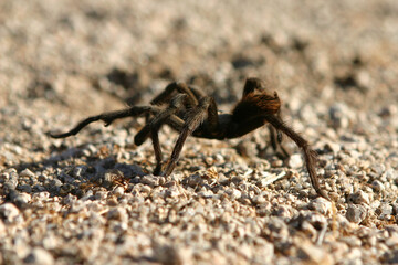 Tarantula crawling across the desert sand in Joshua Tree, California.