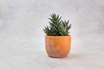 Cactus planted in a pot of soil Marble texture background