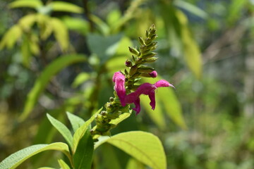 Rose and green wild flowers