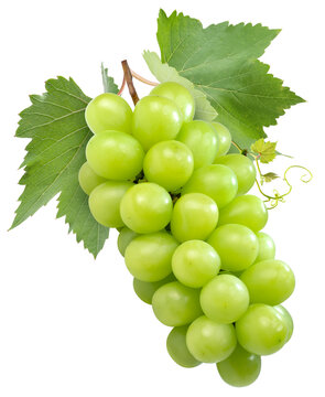  Japanese Shine Muscat Grape with leaves isolated on white background,Sweet Green grape isolated on white With clipping path.
