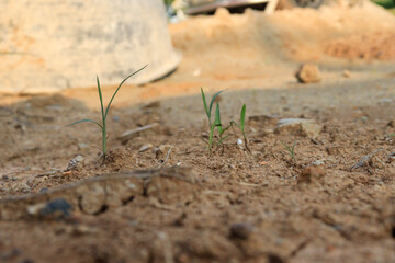 Grass grows on the sand. In the construction zone