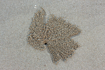 Ocypode is a genus of ghost crabs found in the sandy shores of tropical and subtropical regions throughout the world.They inhabit deep burrows in the intertidal zone.