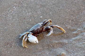 Ocypode is a genus of ghost crabs found in the sandy shores of tropical and subtropical regions throughout the world.They inhabit deep burrows in the intertidal zone.