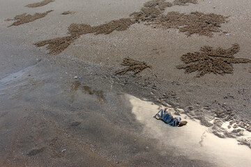 Ocypode is a genus of ghost crabs found in the sandy shores of tropical and subtropical regions throughout the world.They inhabit deep burrows in the intertidal zone.