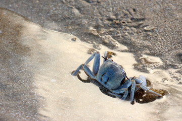 Ocypode is a genus of ghost crabs found in the sandy shores of tropical and subtropical regions throughout the world.They inhabit deep burrows in the intertidal zone.