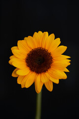 黒バックで撮影されたひまわり