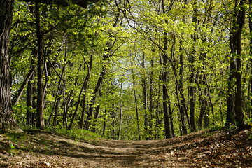 Little trail in the wood