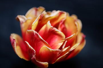 Tulip flower blossom close up family liliaceae modern botanical background high quality big size print