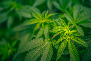 Cannabis medicine natural hemp flowers