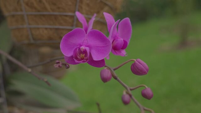 Guarianthe skinneri Orchidaceae flower purple guaria