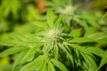 Cannabis medicine natural hemp flowers