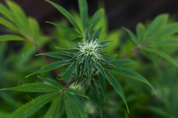 Cannabis medicine natural hemp flowers