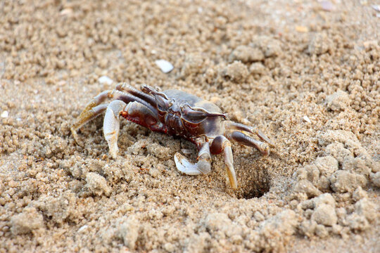 Ocypode is a genus of ghost crabs found in the sandy shores of tropical and subtropical regions throughout the world.They inhabit deep burrows in the intertidal zone.