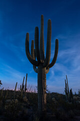 Full moon evening in Saguaro National Park