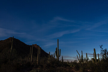 Fototapeta na wymiar Full moon evening in Saguaro National Park