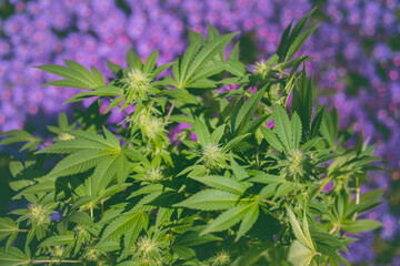 Cannabis medicine natural hemp flowers