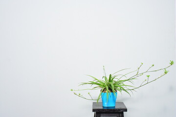 Scene plant on grey background.