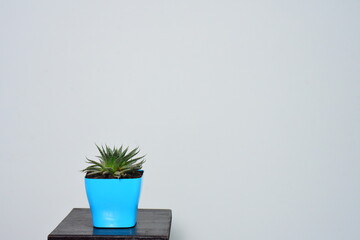 Succulent plant on empty grey wall background.