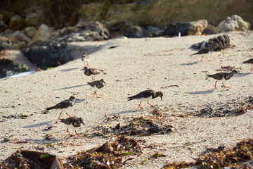 Birds feeding on the sand of a beach on the Island of San Andres in the Colombian Caribbean.